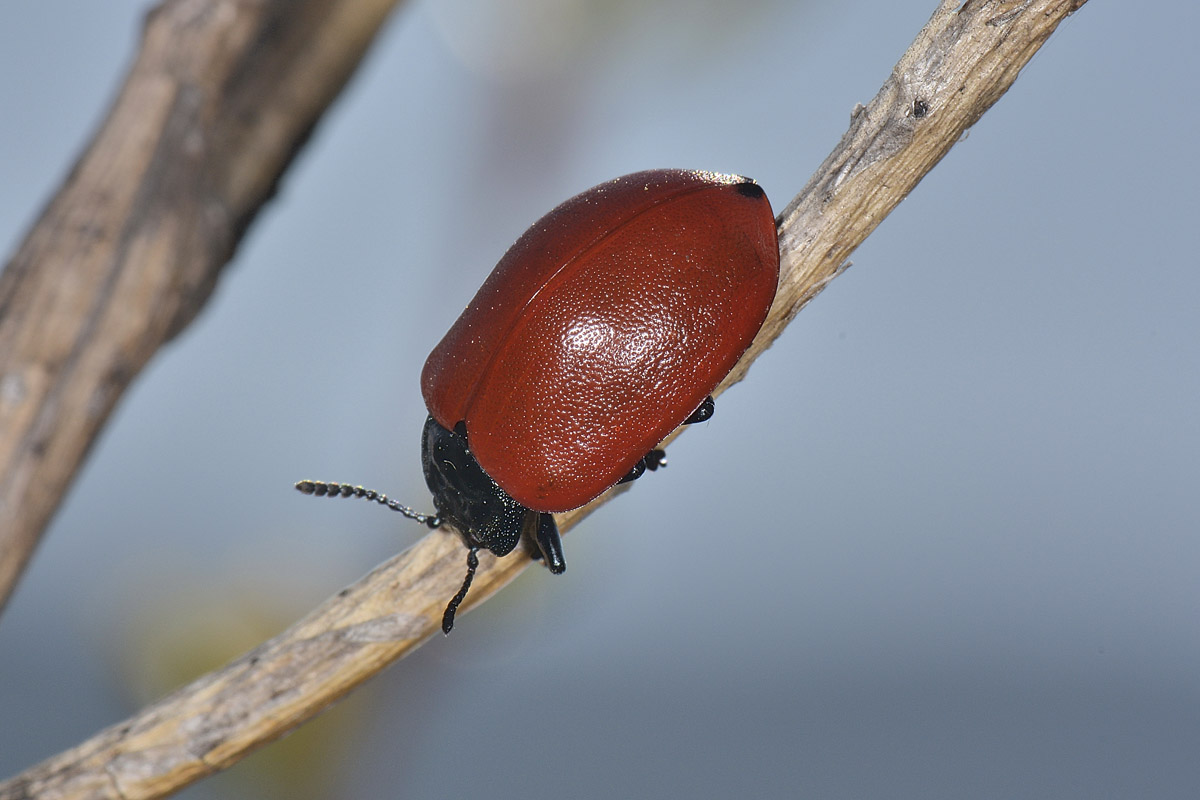 Chrysomela populi ? Si.